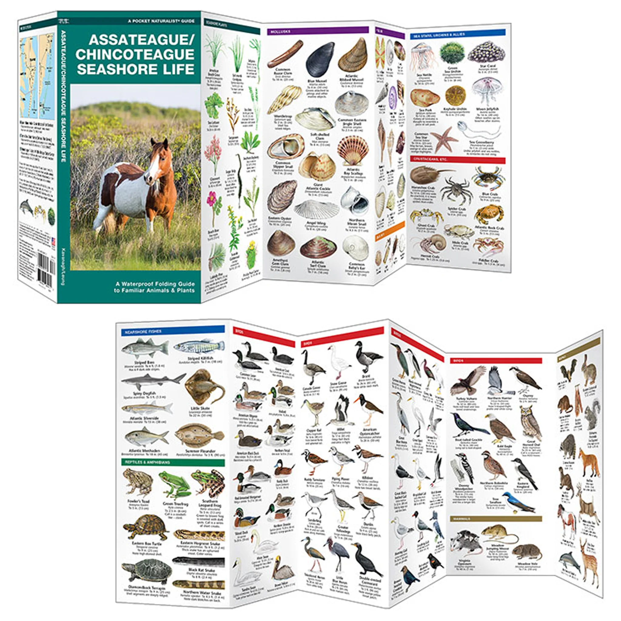 Assateague/Chincoteague Seashore Life Pocket Naturalist Guide - Image 2