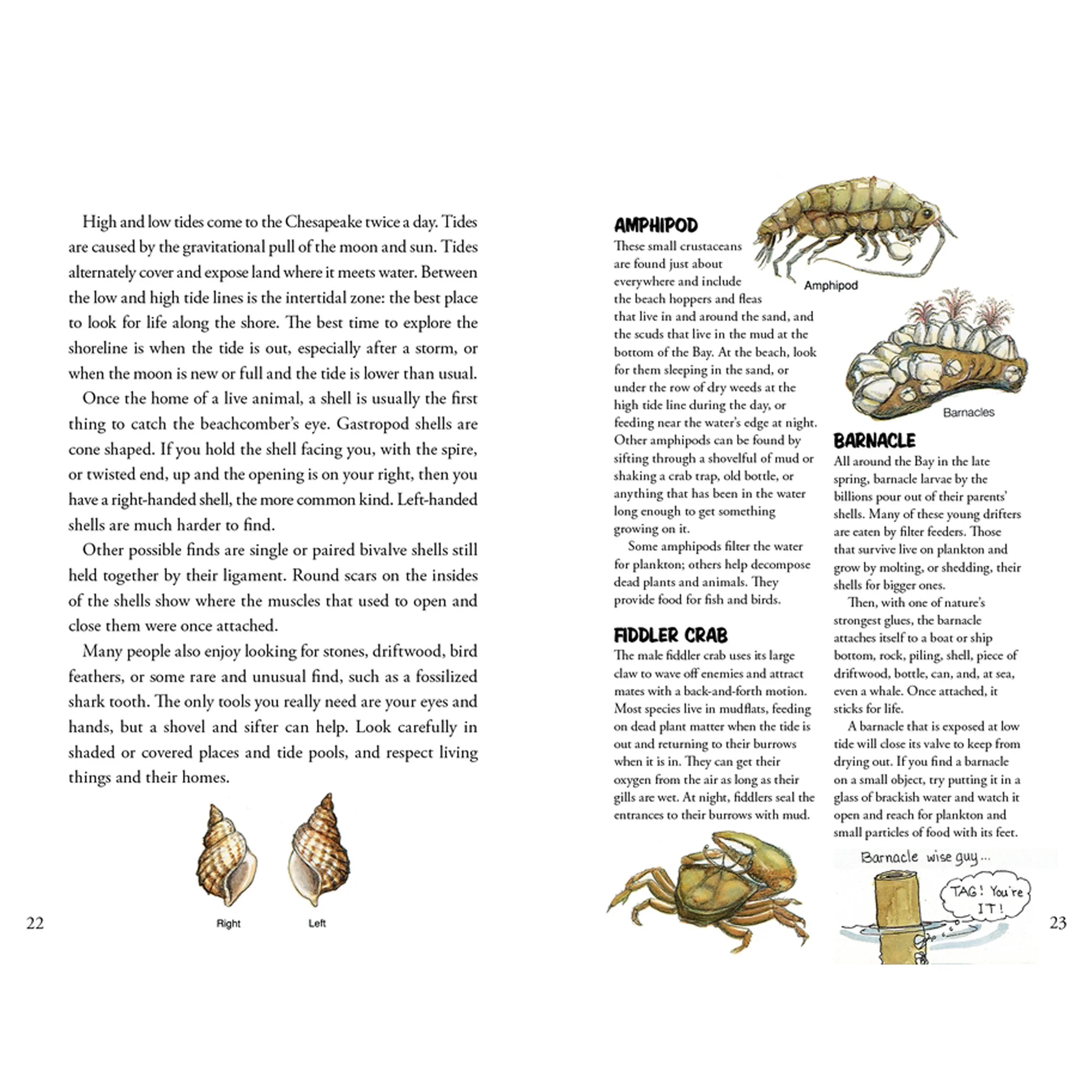 Awesome Chesapeake: A Kid's Guide to the Bay Children's Book - Image 4