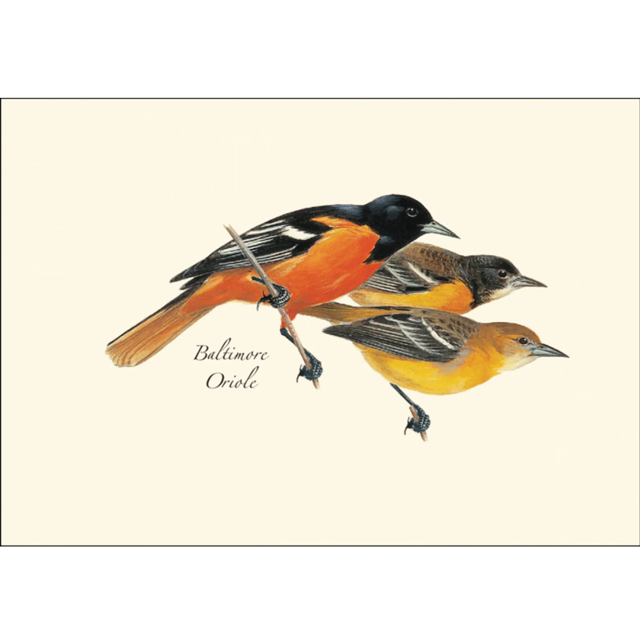 Baltimore Oriole Illustrated Notecards Set of 8 - Image 2