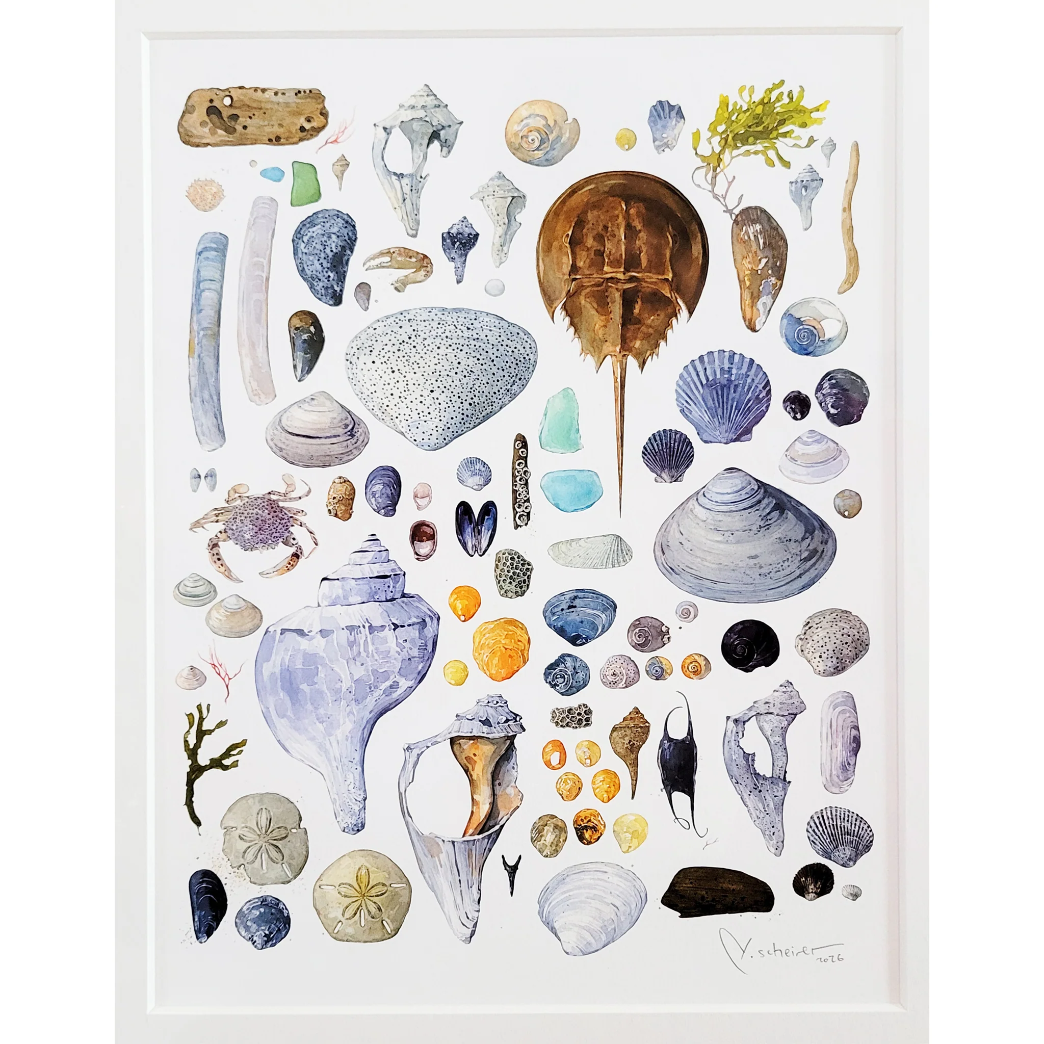 Beachcombing Shells Watercolor Art Print - Matted