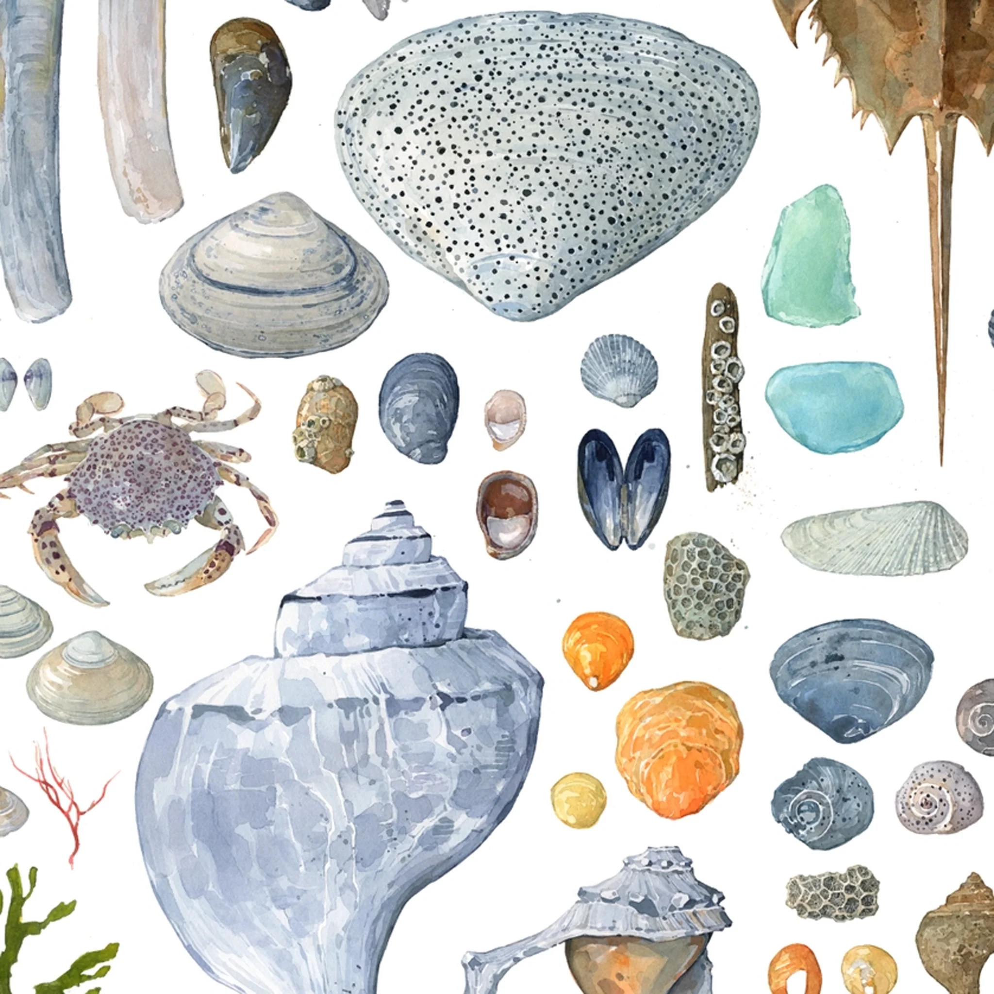 Beachcombing Shells Watercolor Art Print - Matted - Image 3