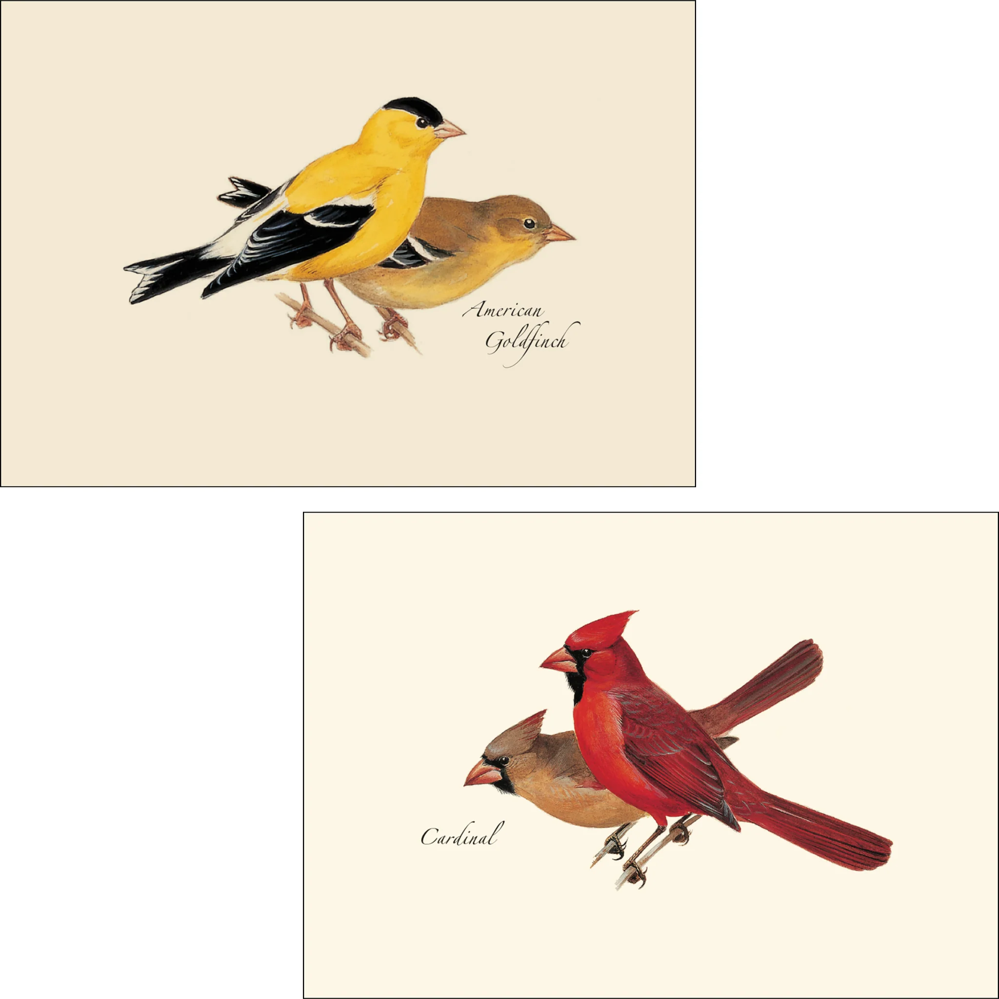 Bird Assortment Illustrated Notecards Set of 8 - Image 3