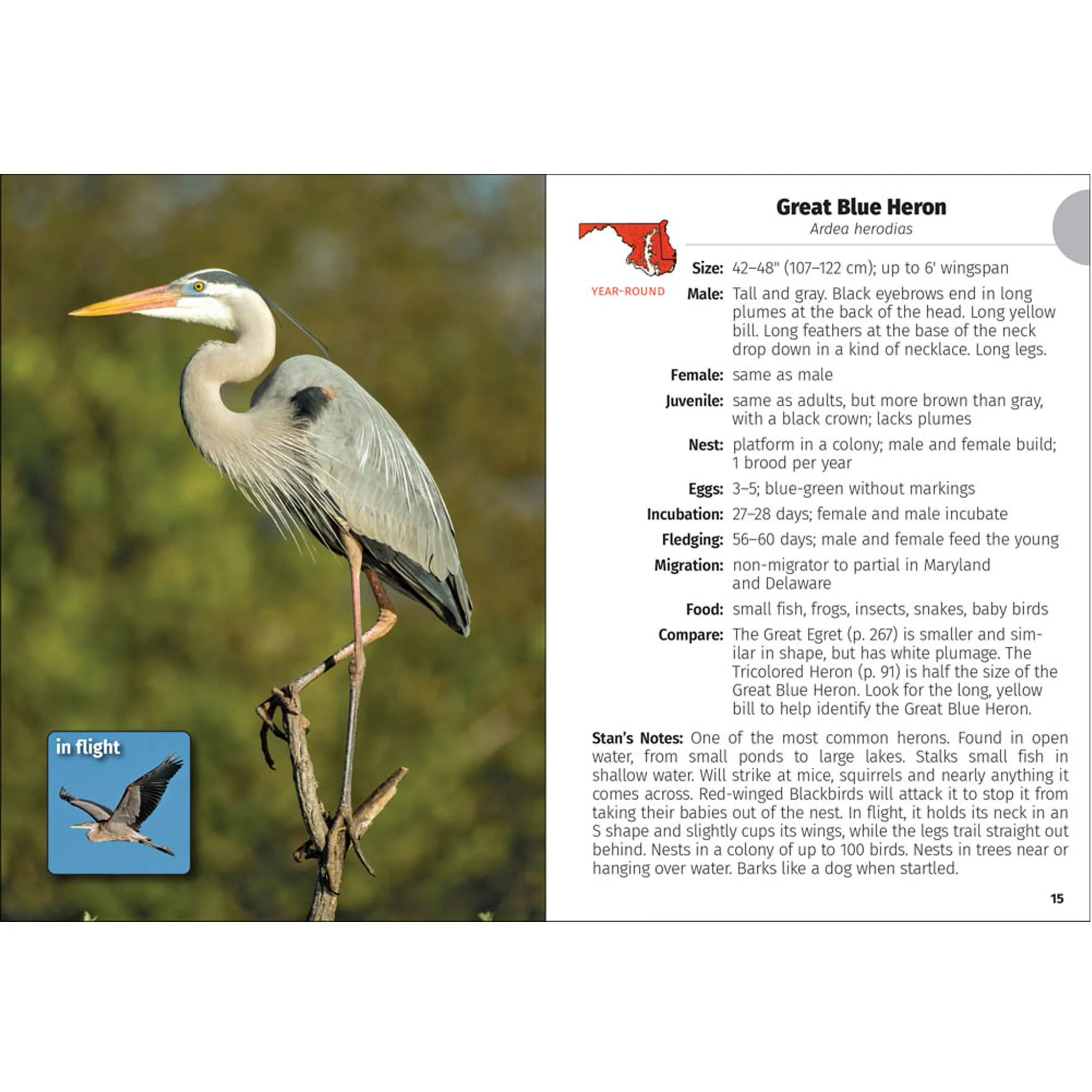 Birds of Maryland & Delaware Field Guide Book - Image 2