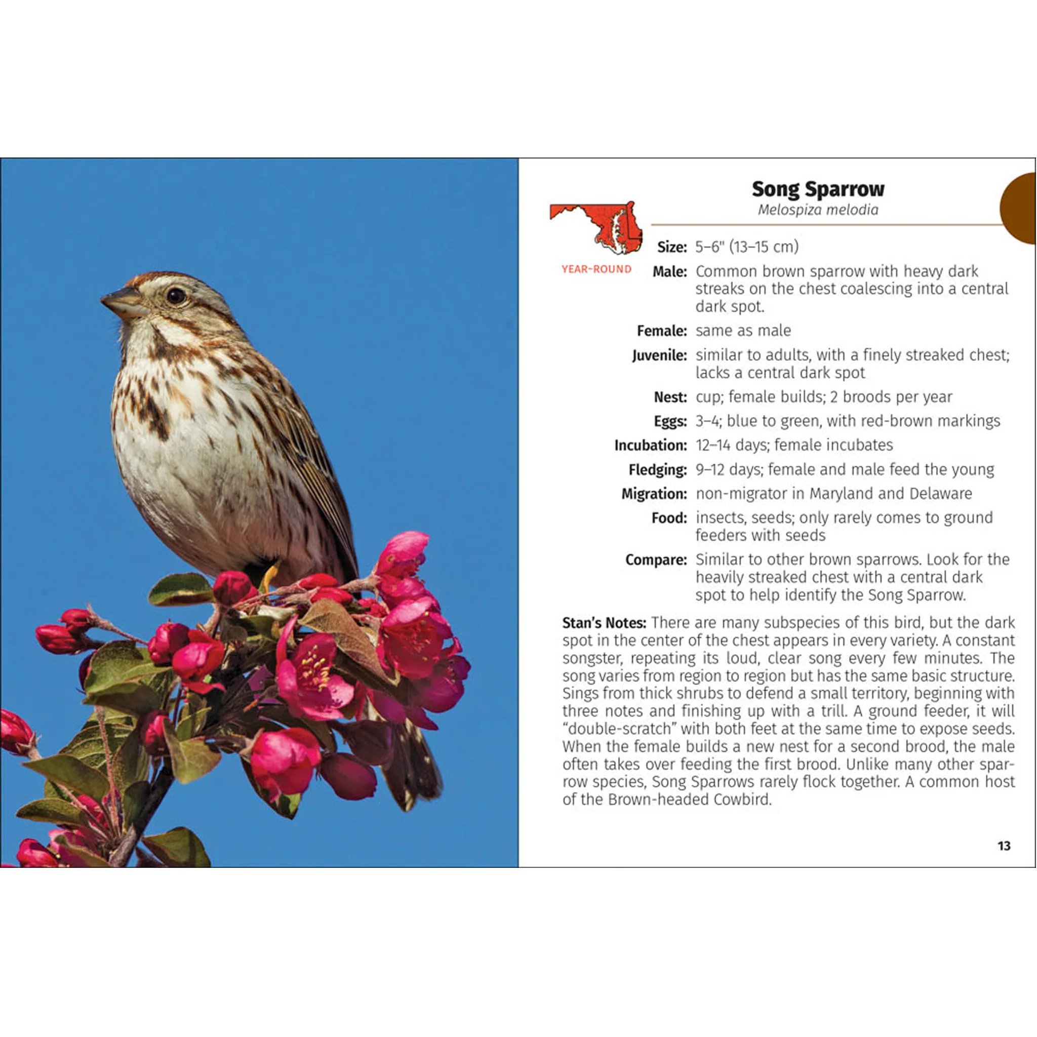 Birds of Maryland & Delaware Field Guide Book - Image 3