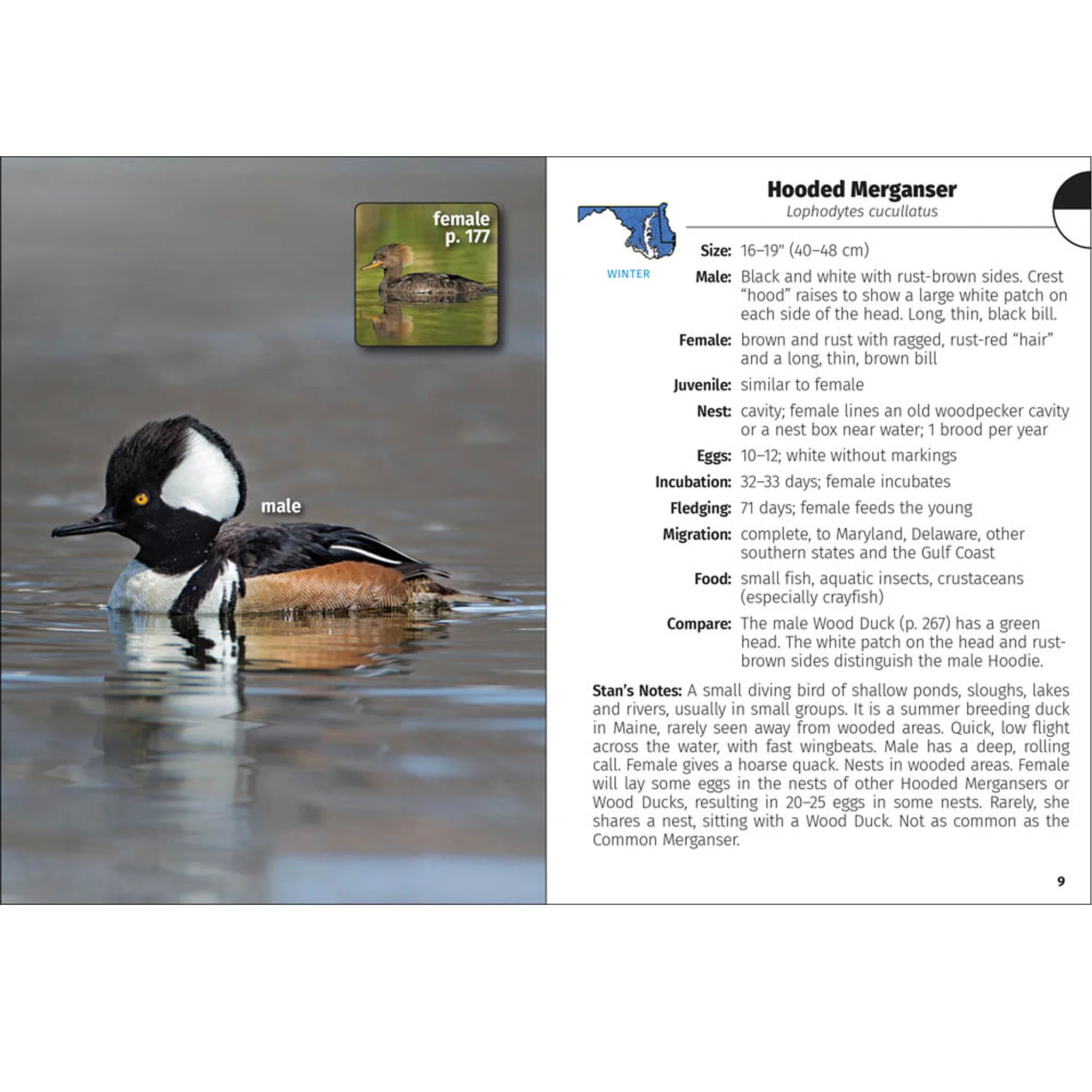 Birds of Maryland & Delaware Field Guide Book - Image 4