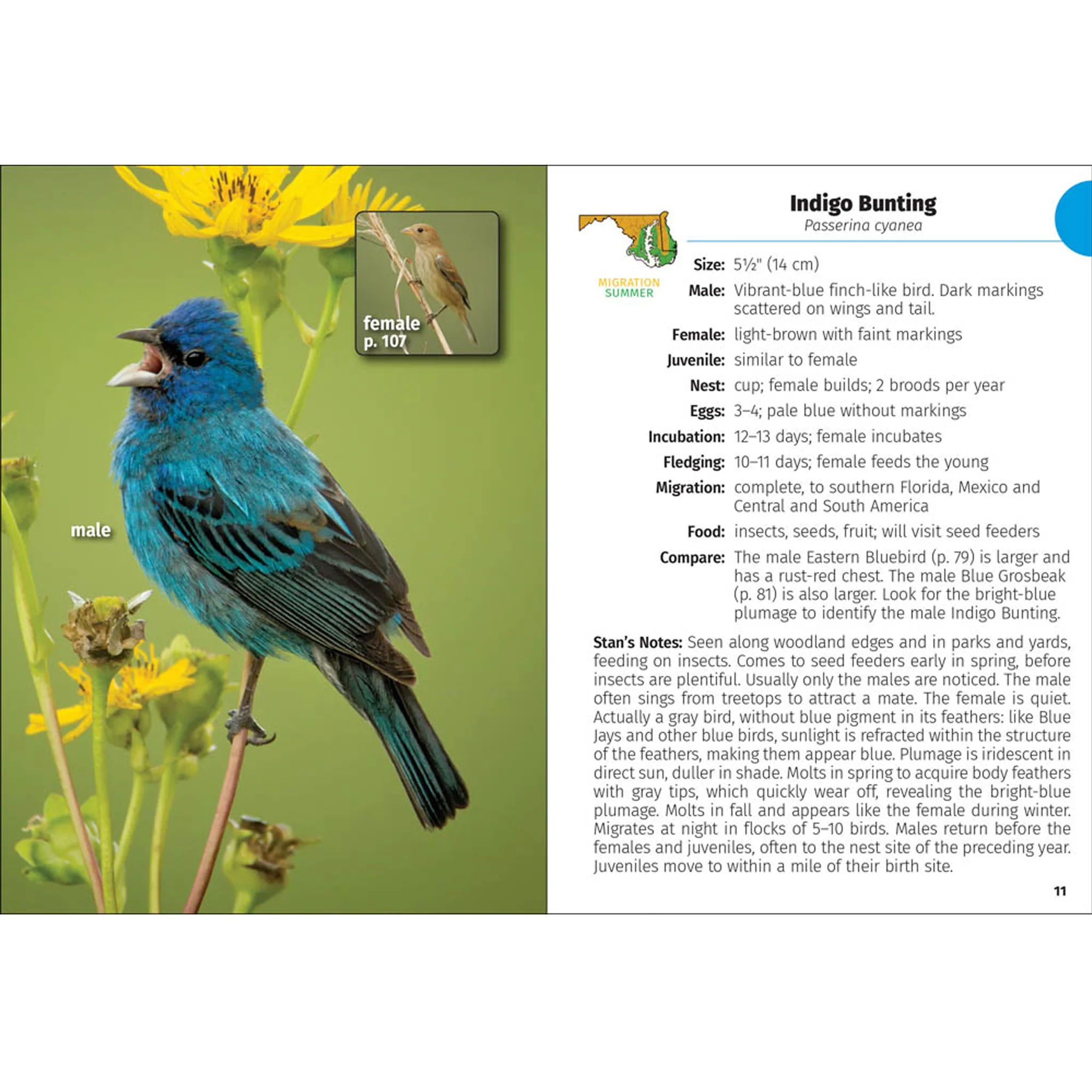 Birds of Maryland & Delaware Field Guide Book - Image 5
