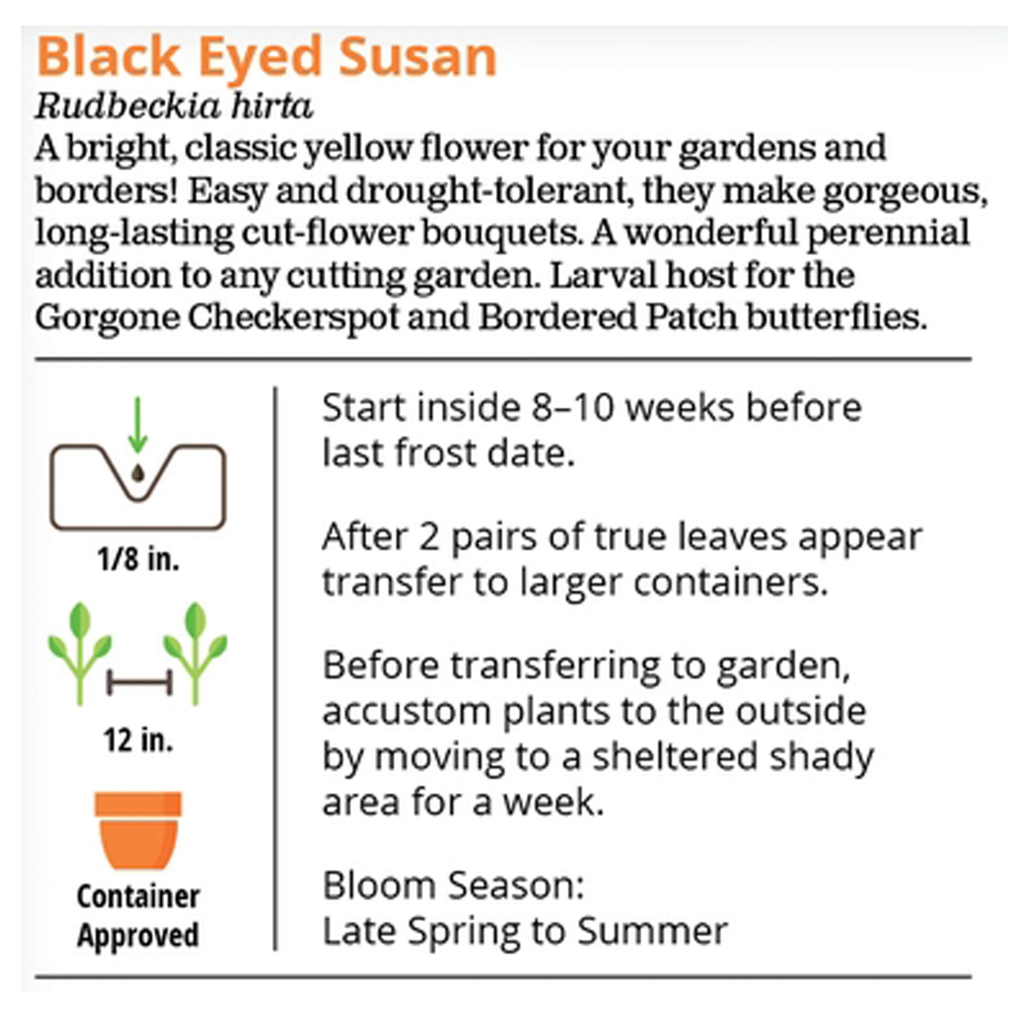 Black Eyed Susan Seeds Packet - Image 2