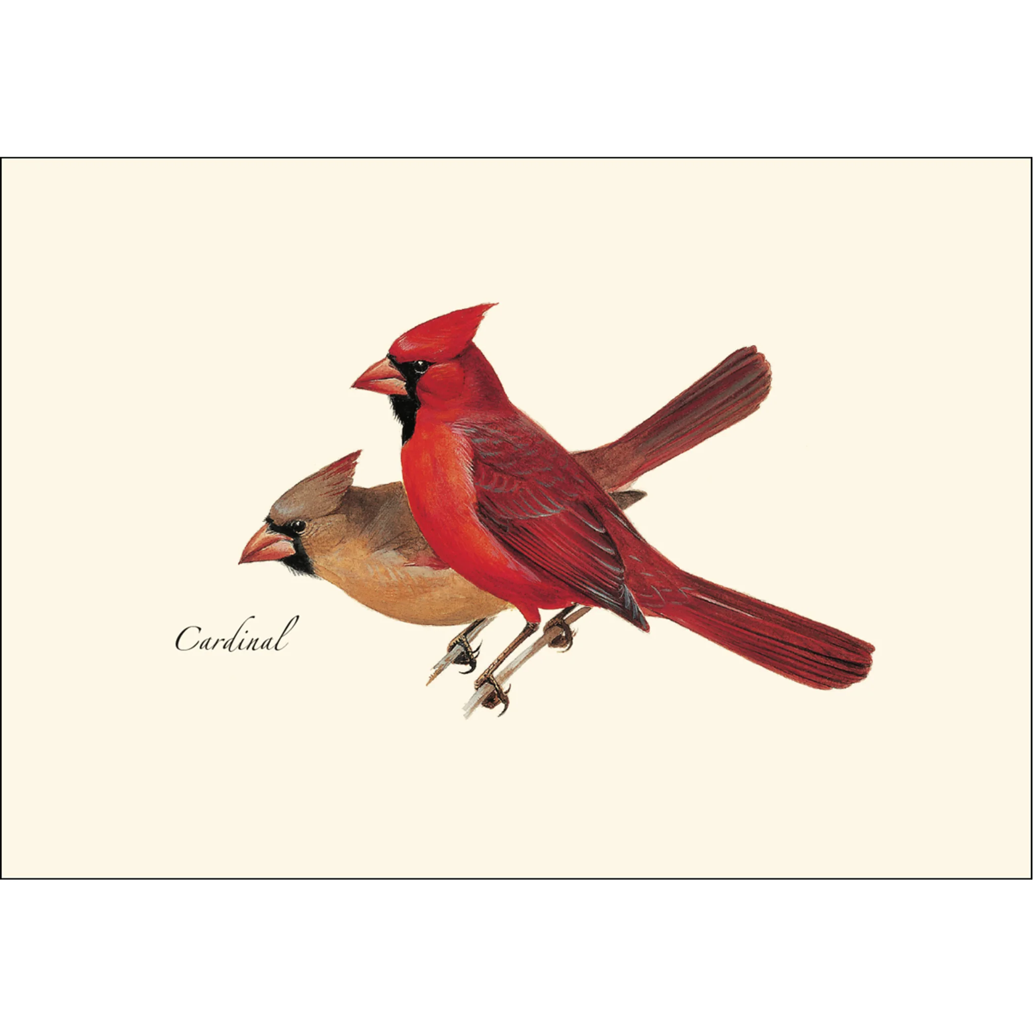 Cardinals Illustrated Notecards Set of 8 - Image 2