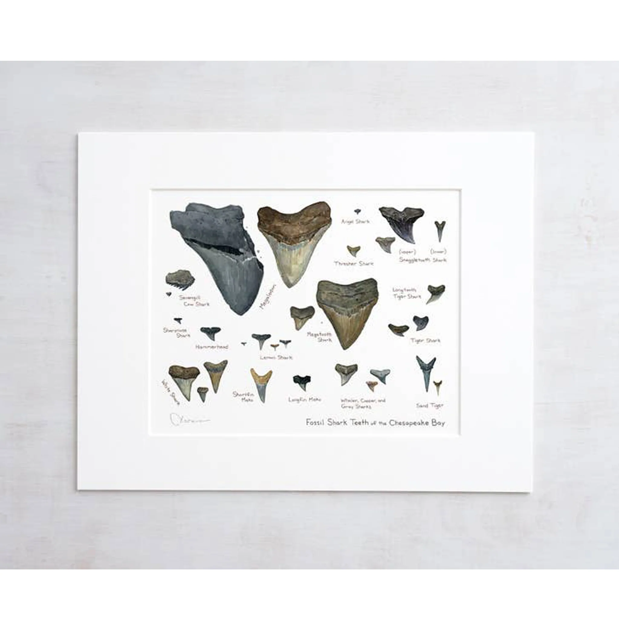 Chesapeake Bay Shark Teeth Fossil Watercolor Art Print - Matted - Image 2