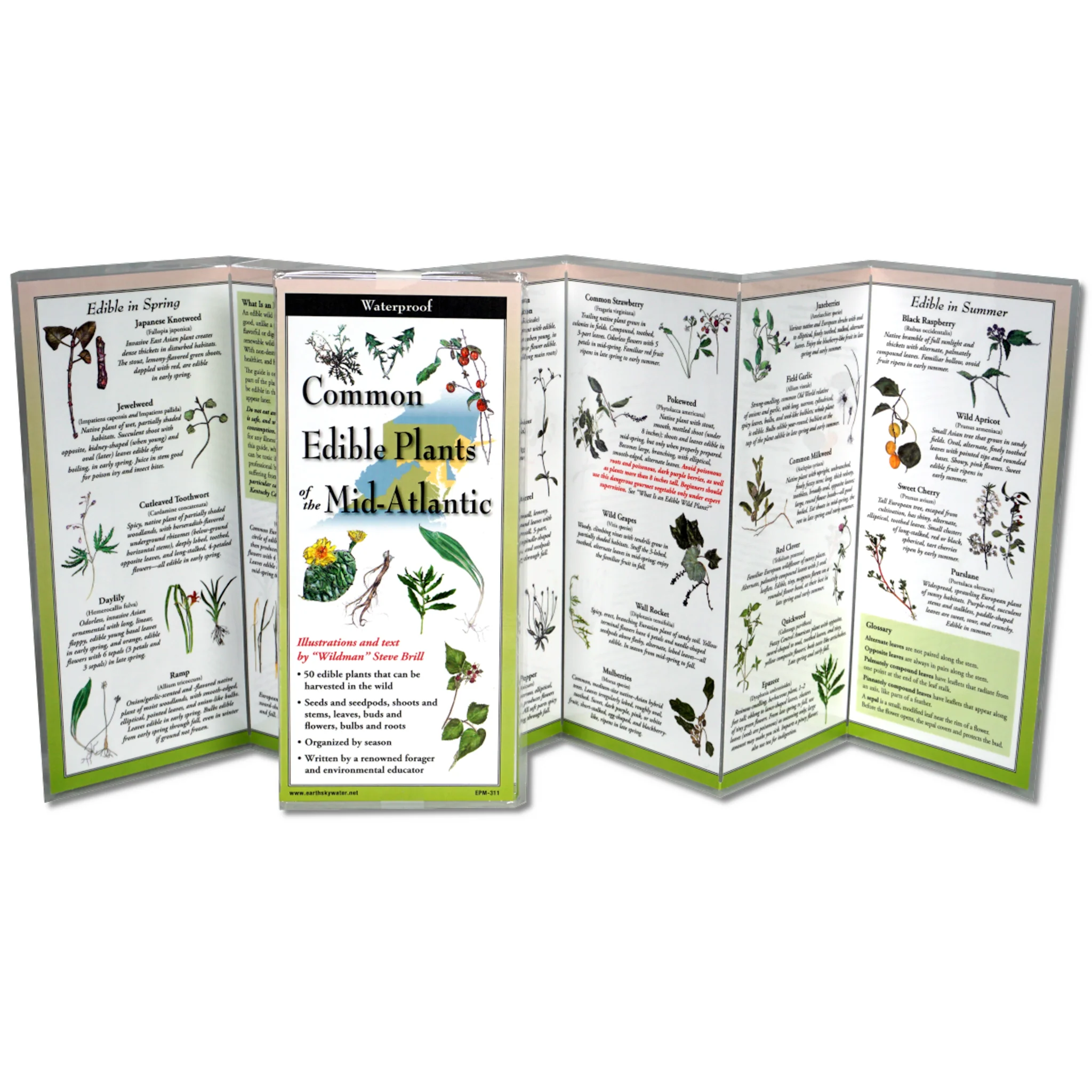 Common Edible Plants of the Mid-Atlantic Folding Guide - Image 2