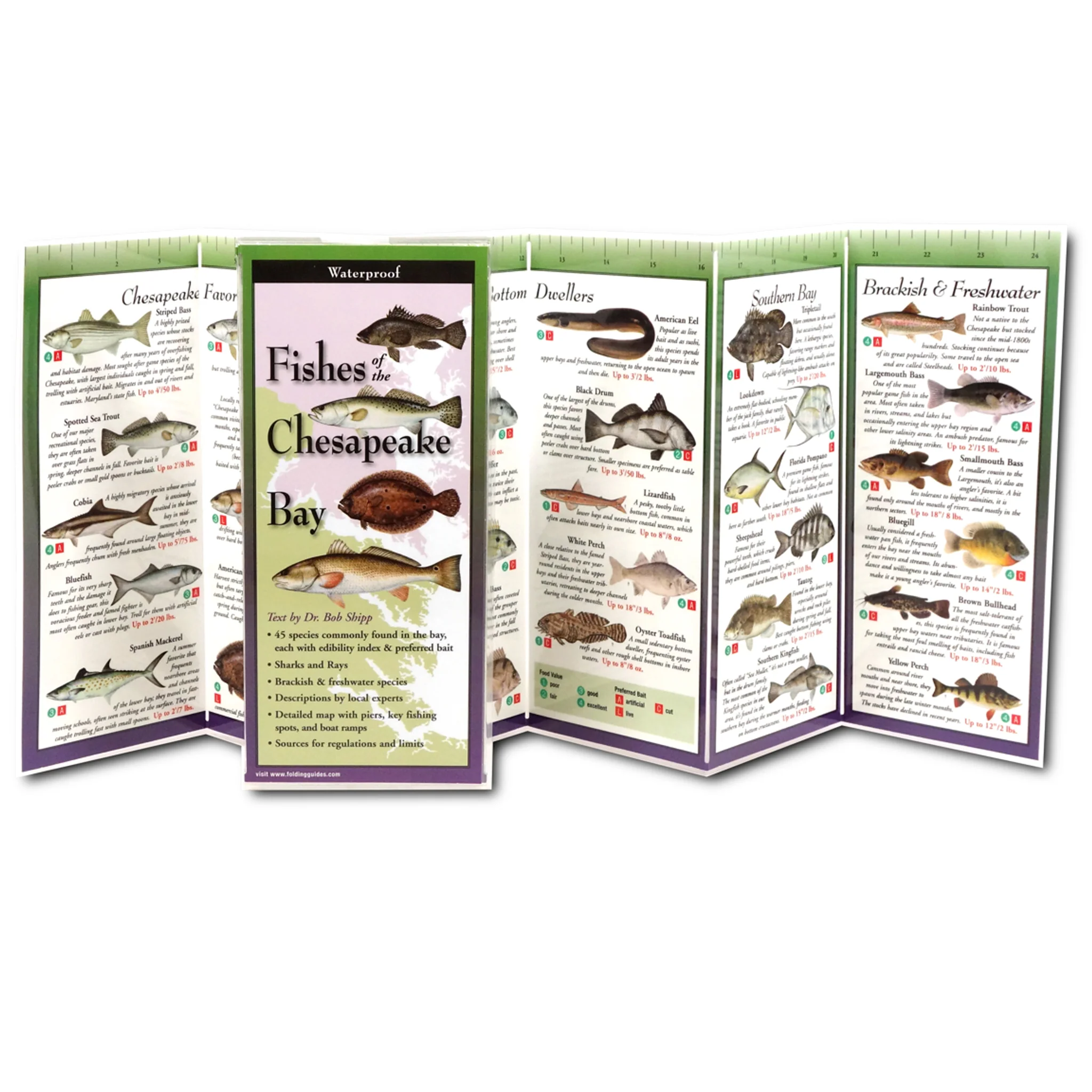 Fishes of the Chesapeake Bay Folding Guide - Image 2