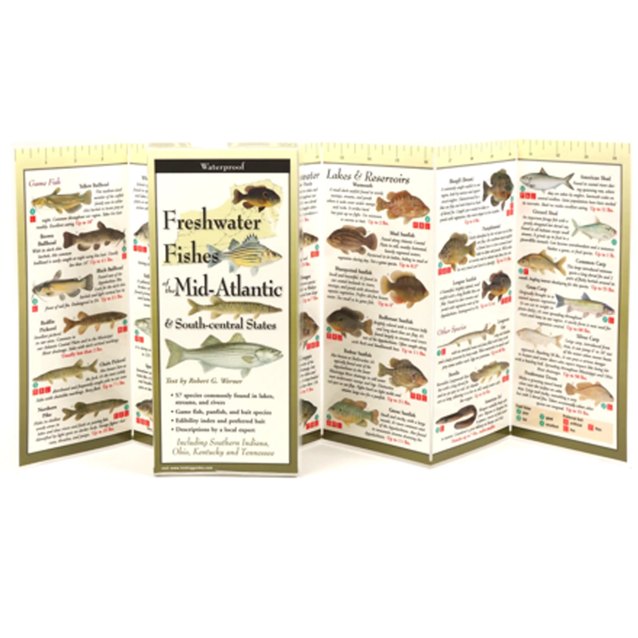 Freshwater Fishes of the Mid-Atlantic Folding Guide - Image 2