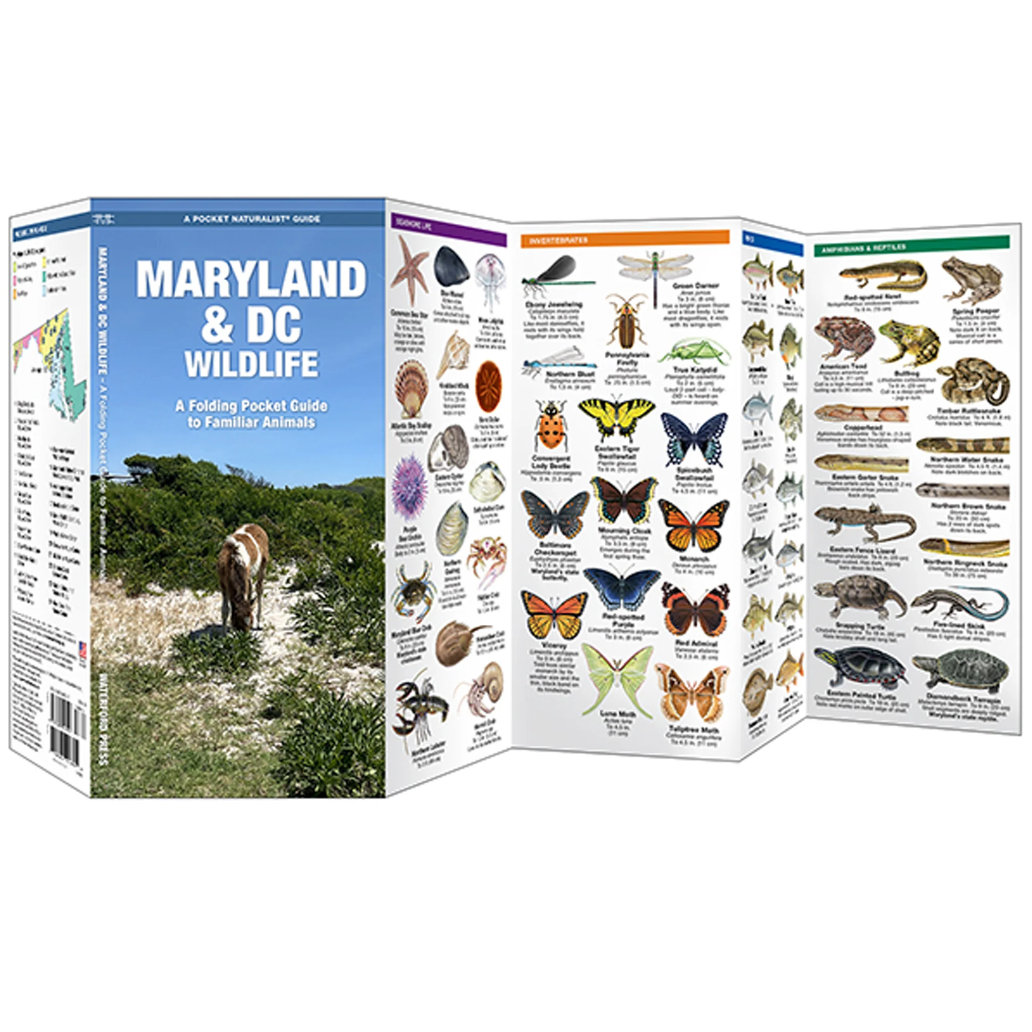 Maryland & DC Wildlife Pocket Naturalist Guide - Image 2