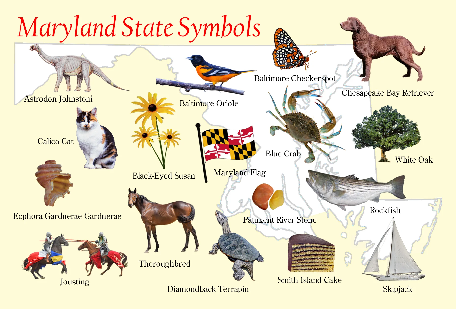 Postcard - Maryland State Symbols