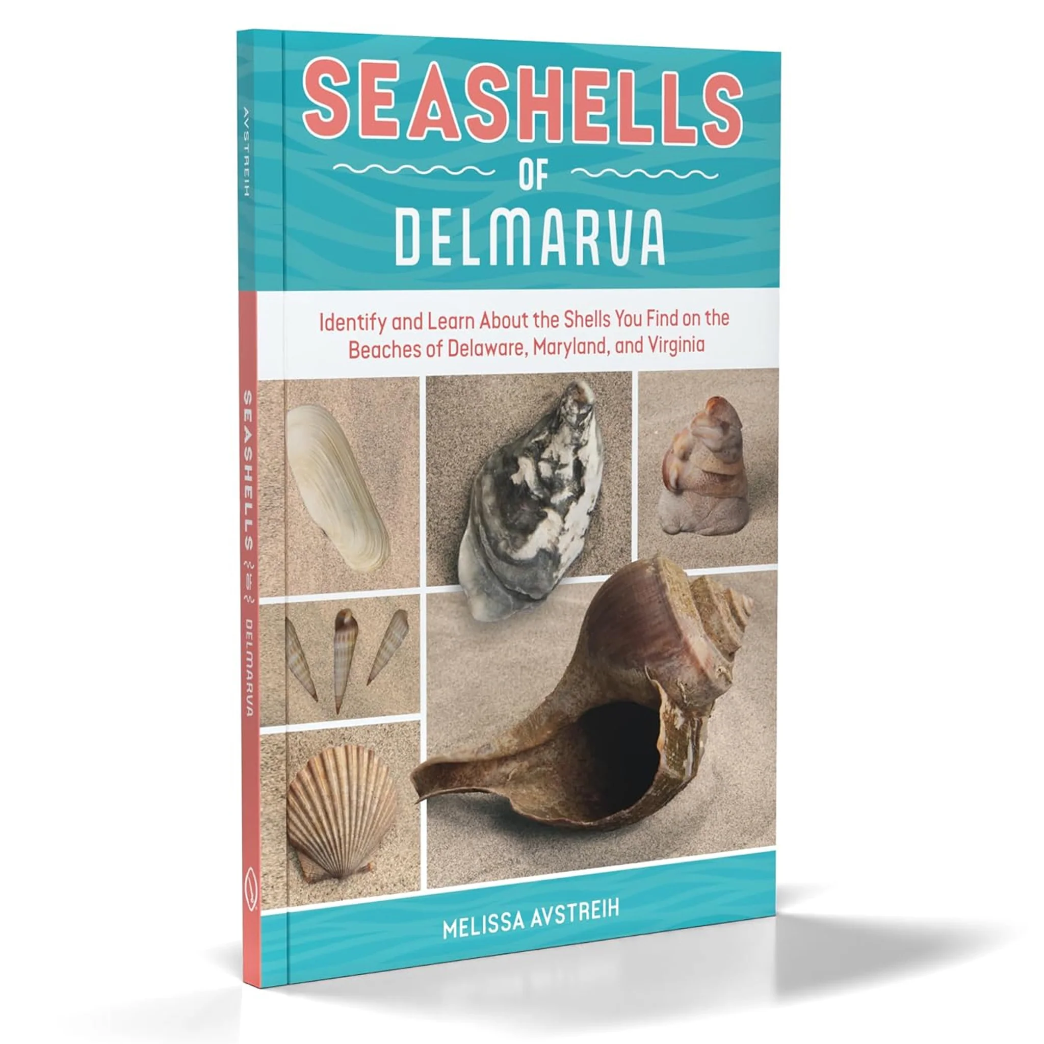 Seashells of Delmarva Identify and Learn Book - Image 2