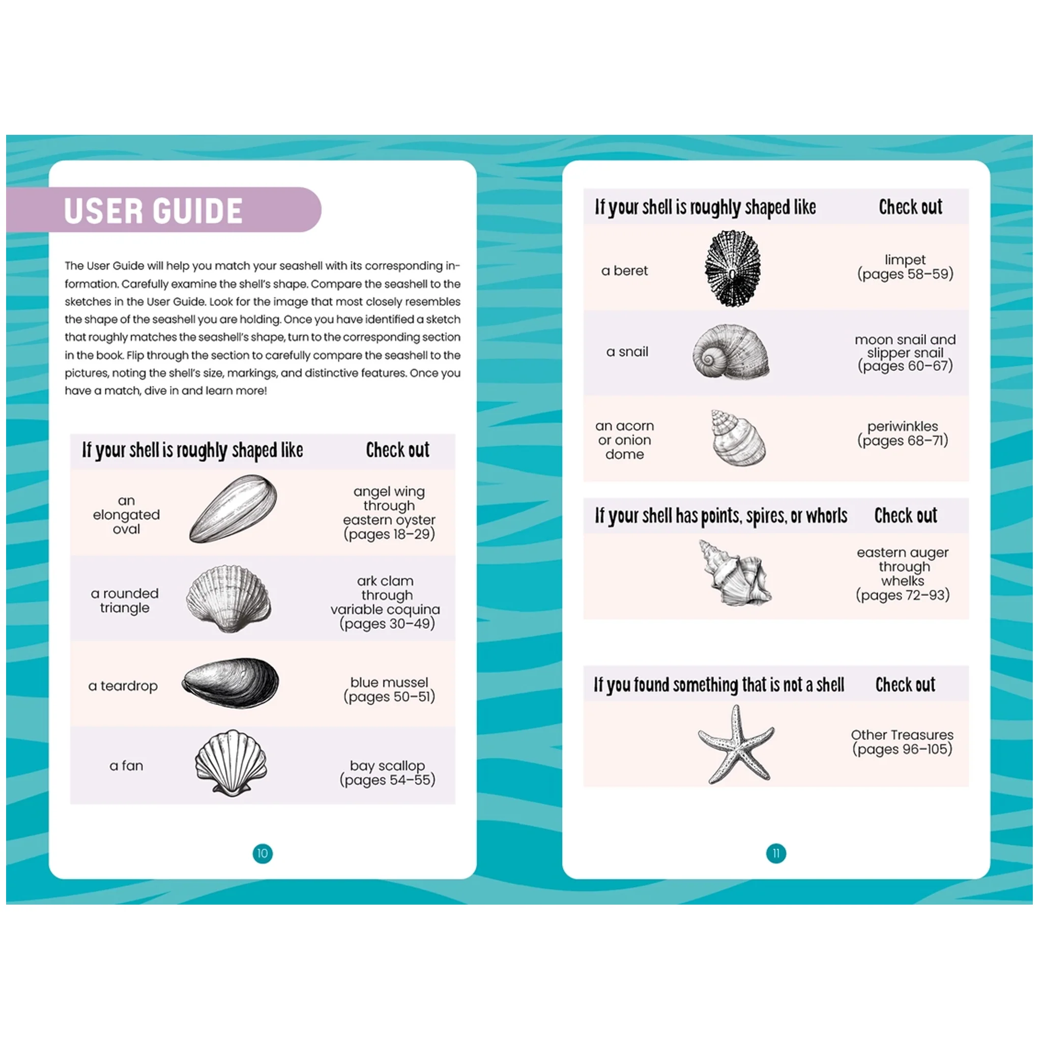 Seashells of Delmarva Identify and Learn Book - Image 4