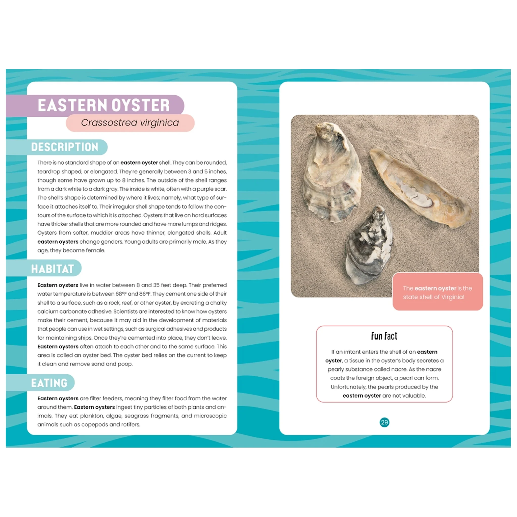 Seashells of Delmarva Identify and Learn Book - Image 5