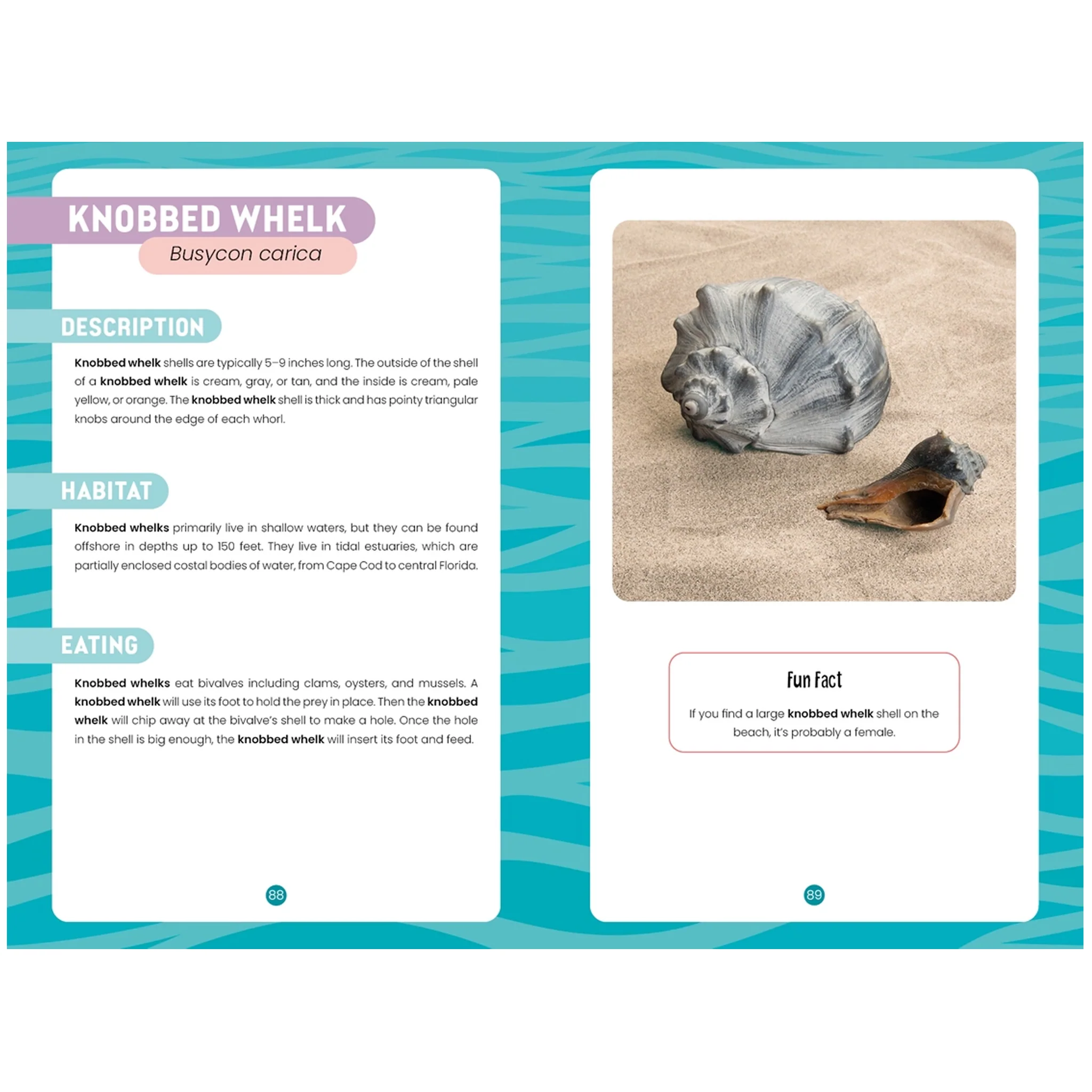 Seashells of Delmarva Identify and Learn Book - Image 6