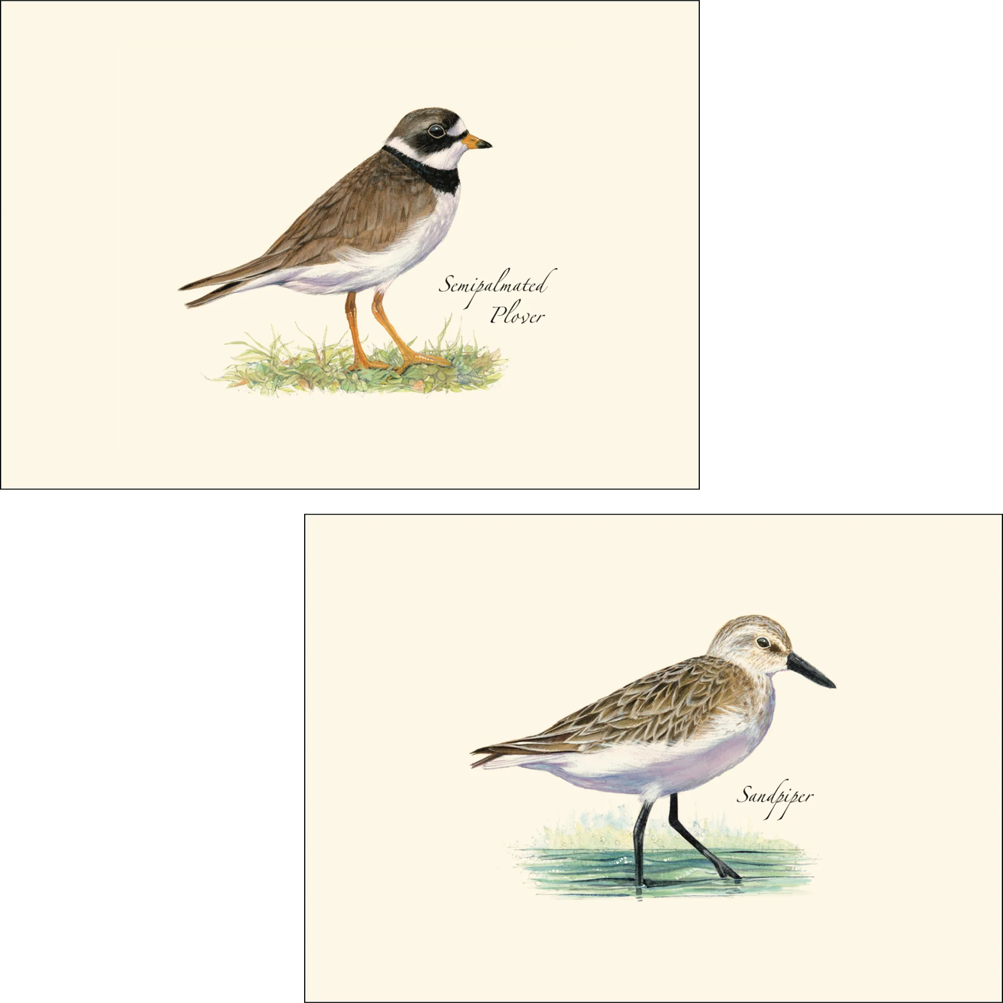 Shorebird Assortment Illustrated Notecards Set of 8 - Image 2